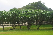 UH Manoa campus view